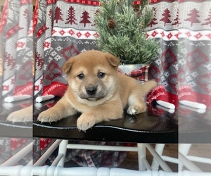 Shiba Inu Puppy for sale in STELLA, MO, USA