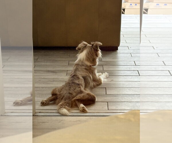 Medium Photo #3 Australian Shepherd Puppy For Sale in Dallas, TX, USA