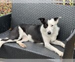 Small Photo #4 Border Collie-Unknown Mix Puppy For Sale in Elmsford, NY, USA