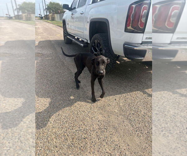 Medium Photo #4 Mutt Puppy For Sale in Bullard, TX, USA