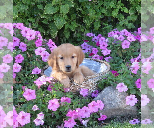 Medium Photo #16 Golden Retriever Puppy For Sale in THORP, WI, USA