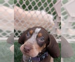 Small Photo #9 Coonhound Puppy For Sale in Holly Springs, NC, USA