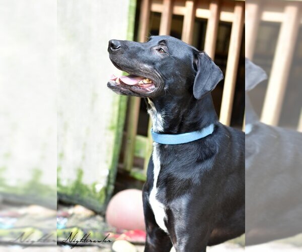 Medium Photo #3 Mutt Puppy For Sale in The Woodlands, TX, USA