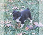 Small Photo #2 Australian Shepherd Puppy For Sale in LONDON, OH, USA