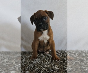 Boxer Puppy for sale in EDINA, MO, USA