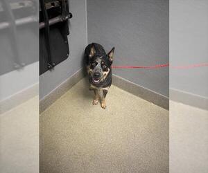 Texas Heeler-Unknown Mix Dogs for adoption in Las Vegas, NV, USA