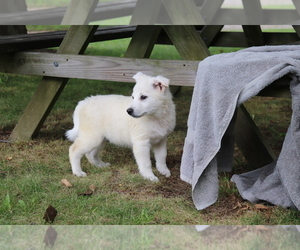 Norwegian Elkhound Puppy for sale in SHILOH, OH, USA