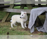 Small Photo #1 Norwegian Elkhound Puppy For Sale in SHILOH, OH, USA