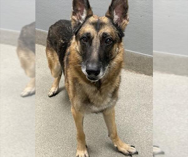 Medium Photo #1 German Shepherd Dog-Unknown Mix Puppy For Sale in Las Vegas, NV, USA