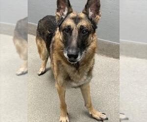 German Shepherd Dog-Unknown Mix Dogs for adoption in Las Vegas, NV, USA