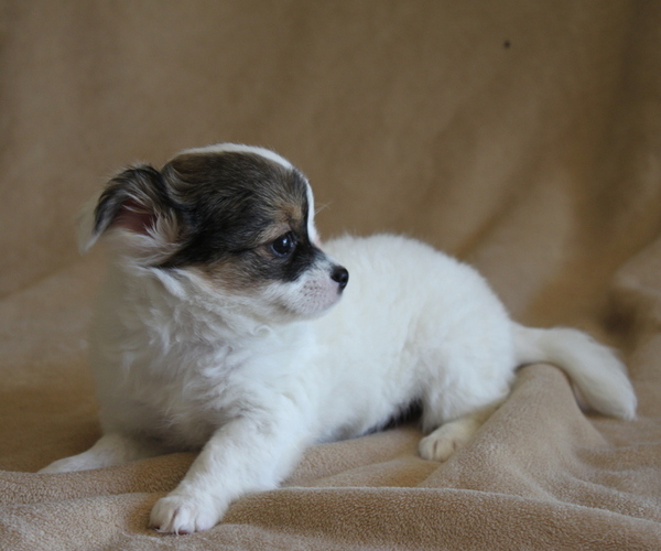 Medium Photo #7 Chihuahua Puppy For Sale in HUDSONVILLE, MI, USA