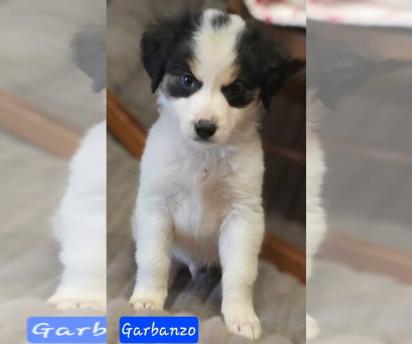 Medium Photo #2 Cheagle Puppy For Sale in Alexander, AR, USA