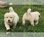 Small Photo #9 Great Pyrenees Puppy For Sale in PINEVILLE, KY, USA