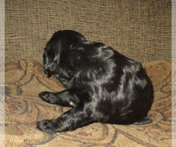 Medium Photo #3 Aussie-Poo-Aussiedoodle Mix Puppy For Sale in LINCOLN, AL, USA