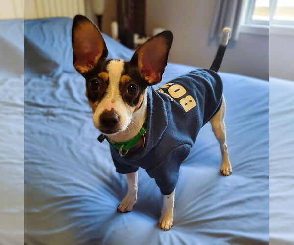 Medium Photo #1 Rat Terrier-Unknown Mix Puppy For Sale in Fargo, ND, USA