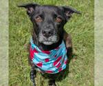 Small #1 German Shepherd Dog Mix