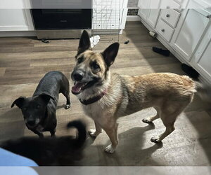 Ariel - Located in NE - Female German Shepherd Dog-Unknown Mix Dog for Adoption - Photo #3