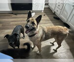 Small #2 German Shepherd Dog Mix