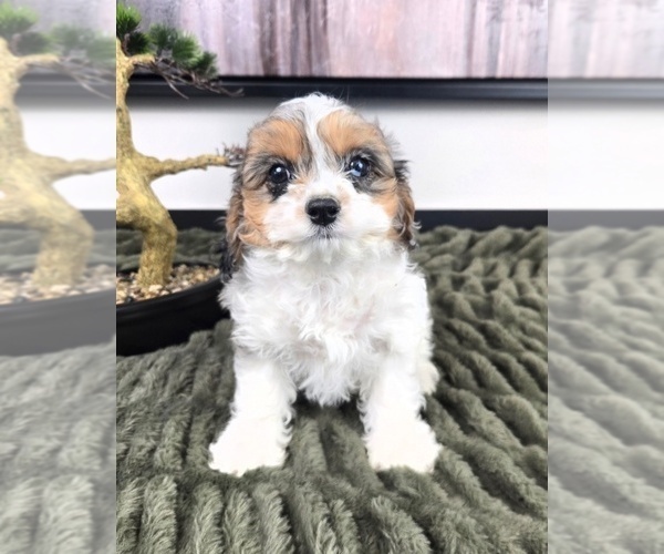 Medium Photo #1 Cavapoo (Standard) Puppy For Sale in GREENFIELD, IN, USA