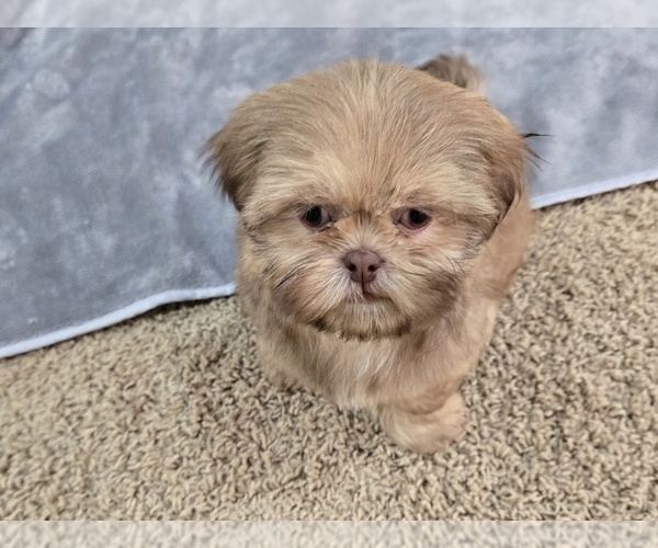 Medium Photo #4 Shih Tzu Puppy For Sale in CARLYLE, IL, USA