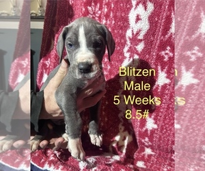 Great Dane Puppy for sale in WILLIS, TX, USA