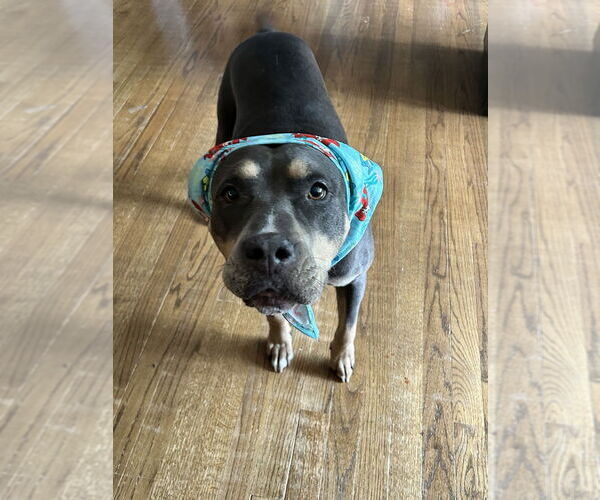 Medium Photo #33 American Staffordshire Terrier-Unknown Mix Puppy For Sale in Brewster, NY, USA
