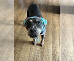 Small #32 American Staffordshire Terrier Mix