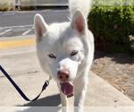 Small Siberian Husky