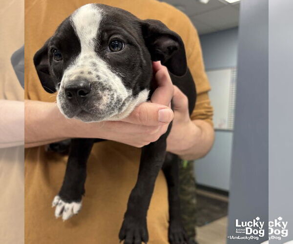 Medium Photo #1 Labrador Retriever-Unknown Mix Puppy For Sale in Washington, DC, USA