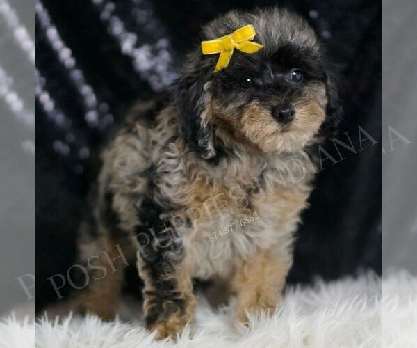 Medium Photo #68 Poodle (Toy) Puppy For Sale in WARSAW, IN, USA