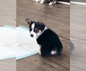 Pembroke Welsh Corgi Litter for sale in INDEPENDENCE, MO, USA