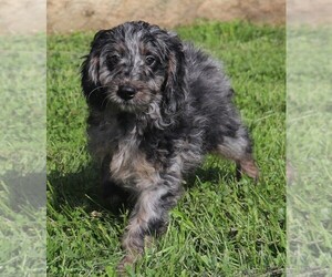 Miniature Bernedoodle Puppy for sale in MARION CENTER, PA, USA