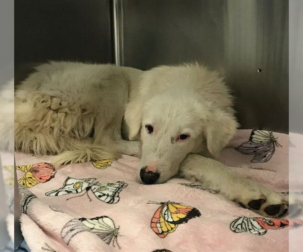 Medium Photo #1 Great Pyrenees Puppy For Sale in Santa Maria, CA, USA