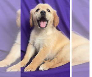Golden Retriever Puppy for sale in SANTA ANA, CA, USA