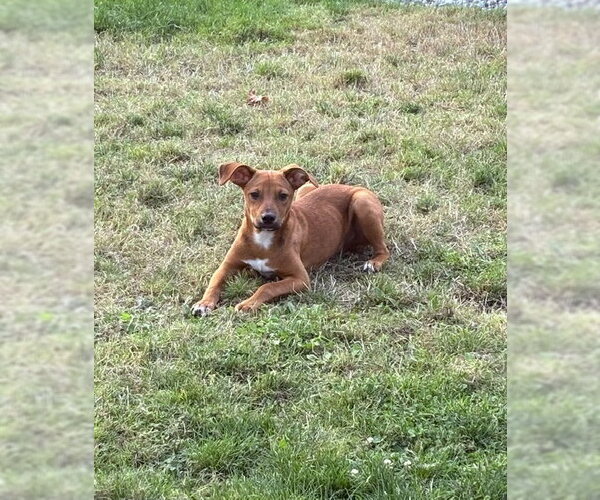 Medium Photo #2 Rat Terrier-Unknown Mix Puppy For Sale in Bellevue, WA, USA