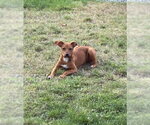 Small #1 Rat Terrier Mix
