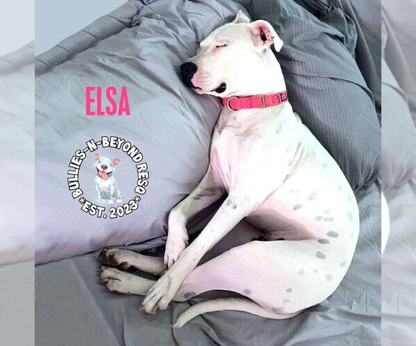 Medium Photo #8 American Pit Bull Terrier-Unknown Mix Puppy For Sale in Omaha, NE, USA