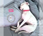Small #7 American Pit Bull Terrier Mix