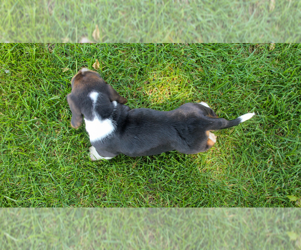 Medium Photo #14 Basset Hound Puppy For Sale in FREMONT, NE, USA