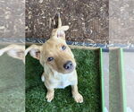 Small #1 Labrador Retriever Mix