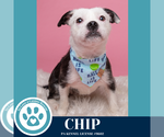Small #4 Boston Terrier Mix