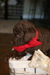 Small Photo #5 Aussiedoodle-Poodle (Standard) Mix Puppy For Sale in ENTERPRISE, AL, USA