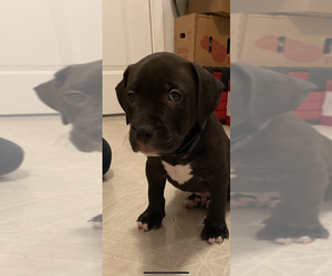 American Pit Bull Terrier-Labrador Retriever Mix Puppy for sale in WARMINSTER, PA, USA