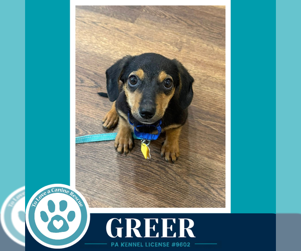 Medium Photo #2 Dachshund Puppy For Sale in Kimberton, PA, USA