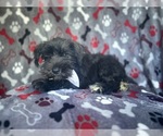 Small #6 Schnauzer (Miniature)