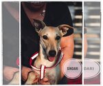 Small Photo #1 Saluki Puppy For Sale in Cherry Hill, NJ, USA
