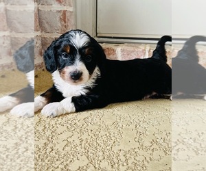 Aussiedoodle Miniature -Miniature Bernedoodle Mix Puppy for sale in HUMBLE, TX, USA