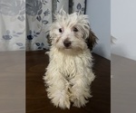 Small #21 Havanese