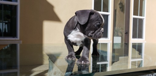 Medium Photo #4 French Bulldog Puppy For Sale in CHULA VISTA, CA, USA