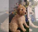 Small #2 Poodle (Standard)